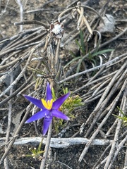 Calectasia