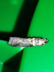 Acrobasis sodalella