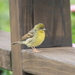 Yellow Bunting - Photo (c) Allen Lyu, some rights reserved (CC BY-NC), uploaded by Allen Lyu