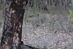 Notamacropus eugenii