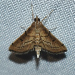 Marasmia cochrusalis