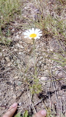 Anthemis ruthenica
