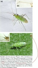 Zanchius breviceps
