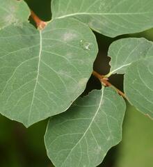 Erysiphe symphoricarpi