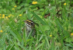 Emberiza chrysophrys