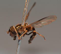 Dasysyrphus postclaviger