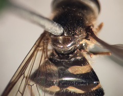 Dasysyrphus postclaviger