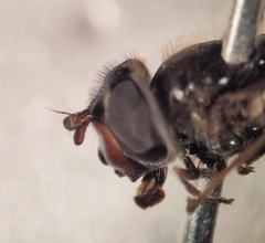 Dasysyrphus postclaviger
