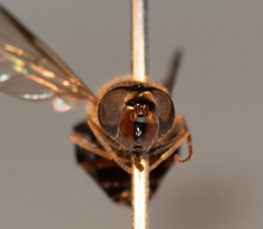 Dasysyrphus postclaviger