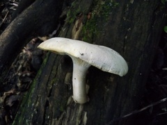 Neolentinus degener