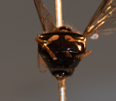 Dasysyrphus postclaviger