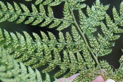 Polystichum pungens