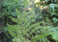 Polystichum pungens