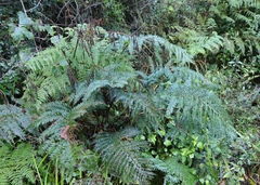 Polystichum pungens