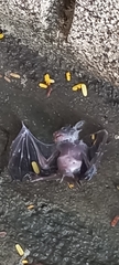 Cynopterinae