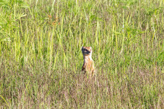 Cynictis penicillata penicillata