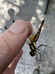 Sympetrum speciosum
