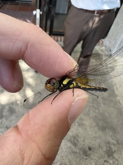 Sympetrum speciosum