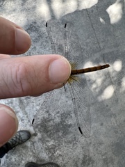 Sympetrum speciosum