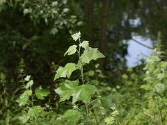 Populus alba