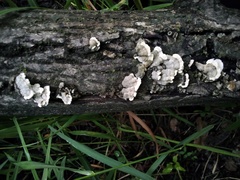 Cerrenaceae