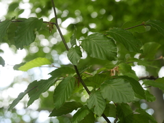 Fagus sylvatica