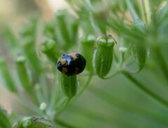 Ceratomegilla alpina