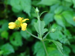 Geum japonicum