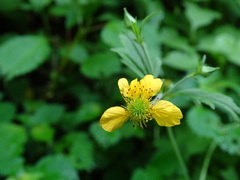 Geum japonicum