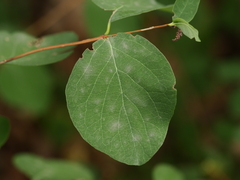 Erysiphe symphoricarpi