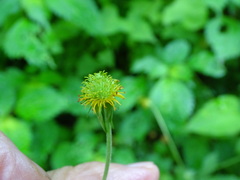 Geum japonicum