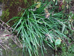 Ophiopogoneae