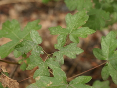 Acer campestre