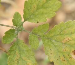 Erysiphe macleayae