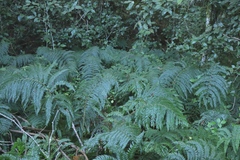 Polystichum pungens