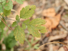 Chelidonium majus