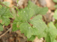 Geum urbanum