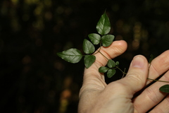 Jasminum singuliflorum