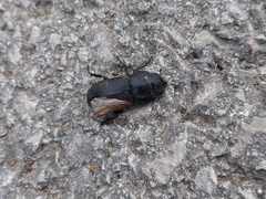 Dorcus parallelipipedus