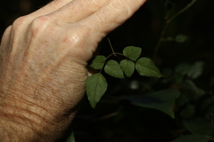 Jasminum singuliflorum