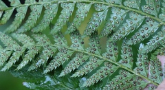 Polystichum pungens