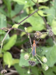 Pisilus tipuliformis