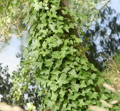 Hedera helix