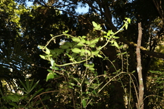 Jasminum singuliflorum
