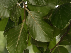 Fagus sylvatica