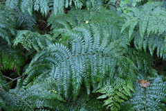 Polystichum pungens