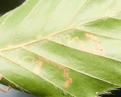 Stigmella hemargyrella