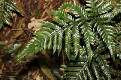 Parapolystichum microsorum