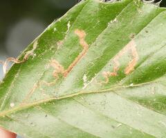 Stigmella hemargyrella
