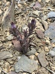 Cordylanthus kingii helleri